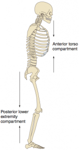 Postural Evaluation in Advanced Structural Bodywork