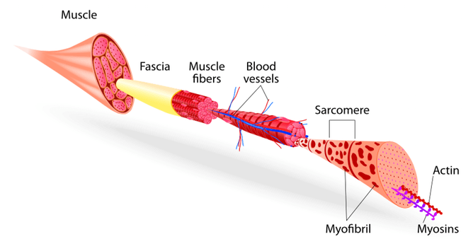 Anatomical Knowledge for Medical Massage Therapy Near Asheville NC