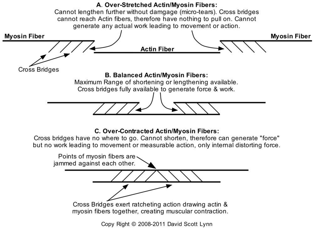 muscle fibers in and out of balance - actin / myosin